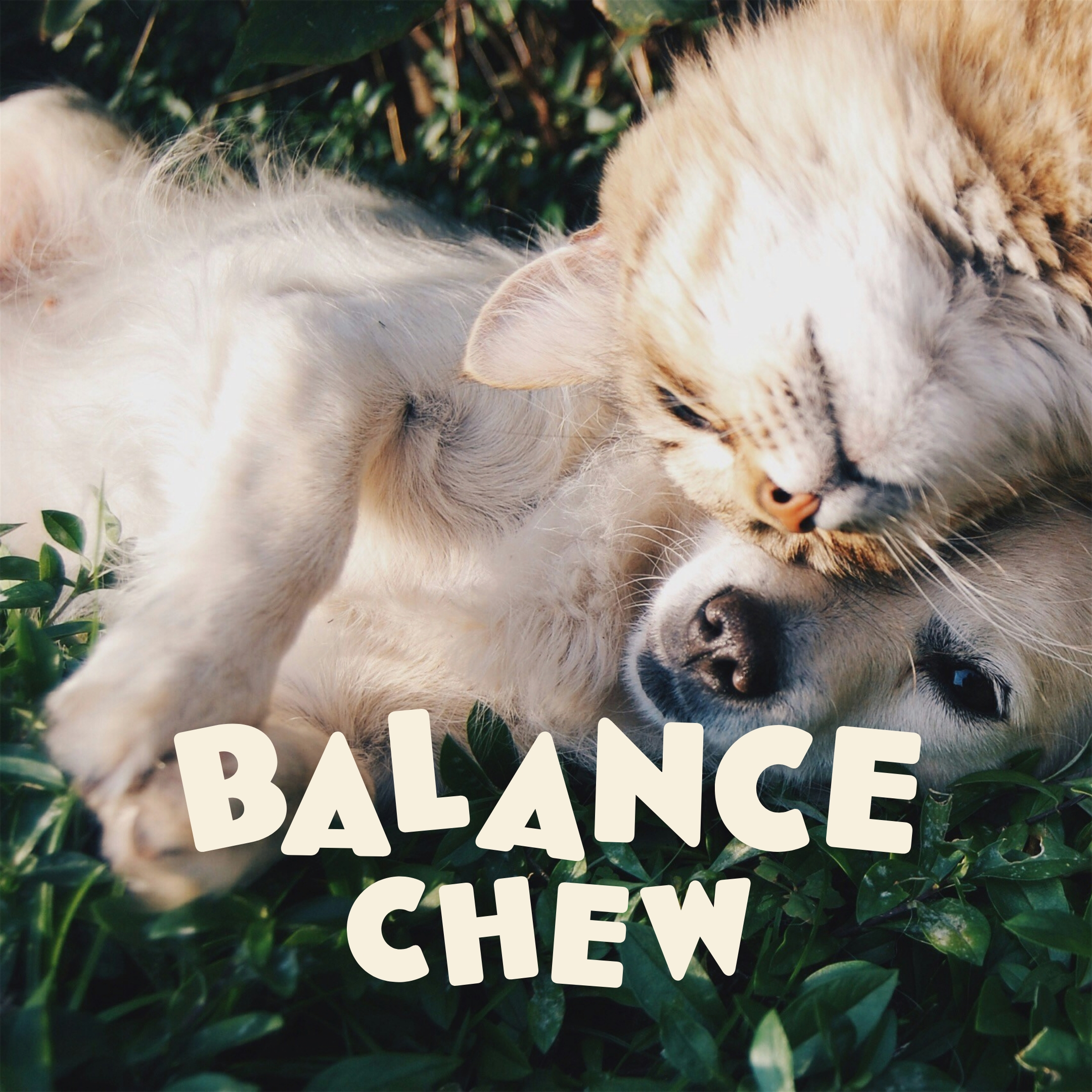 Logo Design – Balance Chew